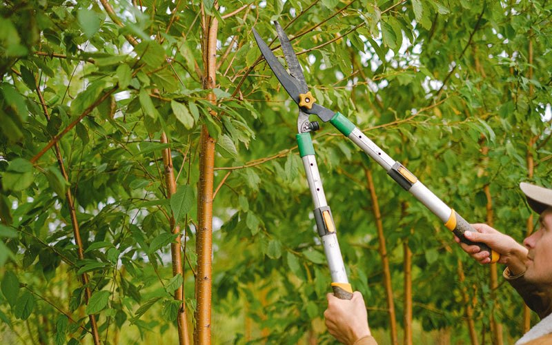 Tree trimming in Herrin, IL